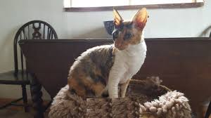Search through thousands of cats for sale and kittens for sale adverts near me in the usa and europe at animalssale.com. Cornish Rex Cats For Sale Los Angeles Ca 197412