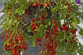 grow tomatoes in containers