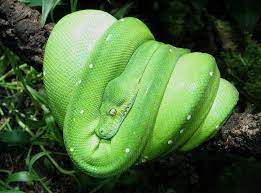 Green Tree Python Habitat Part 1