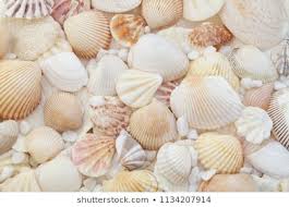 Seashells Images Stock Photos Vectors Shutterstock