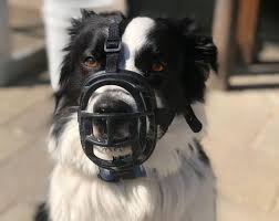 Check spelling or type a new query. 6 Diy Dog Muzzles Make Your Own Muzzle