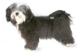 Havanese Dog Breed Information Pictures Characteristics