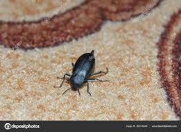 black beetle carpet top view stock