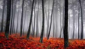 Trees Fog Woods Red 4k Wallpaper Best