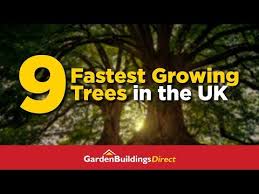 Fastest Growing Trees You Can Grow