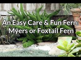 Myers Or Foxtail Fern