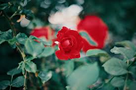 blooming red rose free stock photo