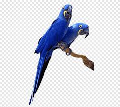 yellow hyacinth macaw parrot in dholka