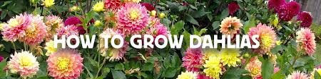 how to grow dahlias american meadows