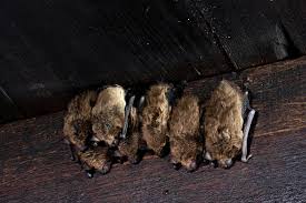 how to keep bats out of attic catseye