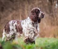 English Springer Spaniel Dog Breed Facts And Traits