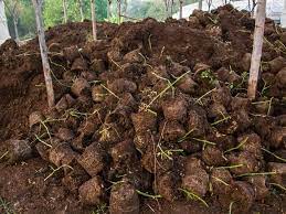 use peat moss to grow vegetables