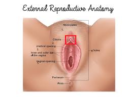 Female Reproductive Anatomy Appleseed Fertility