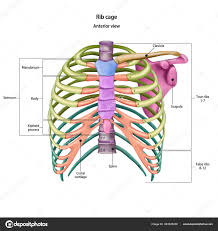 Bones Of The Human Chest Rib Cage Bones With The Name And