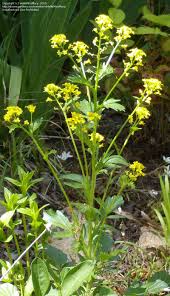 Annual plant with yellow flowers identification. Plant Identification Closed Plant With Clusters Of Small Yellow Flowers 1 By Hellomissmary