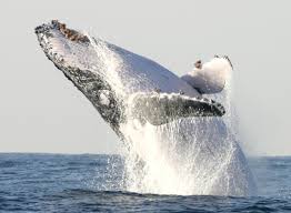 for whales study shows gigantism is in