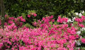 It's a great plant for a dry, sunny garden, coastal locations and exotic planting. Top 10 Evergreens Shrubs For Shade Pyracantha Co Uk