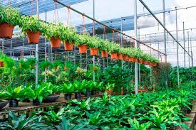 Plant Nursery For Profit