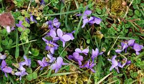 Résultat de recherche d'images pour "pelouse avec violettes"