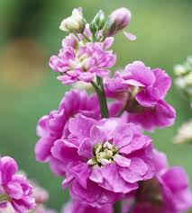 There are now more than 60 known cultivars of stock flower to choose from. Stock Better Homes Gardens