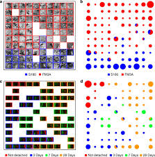 Automatic Classification Of Biomedical Images A Tiled Map A