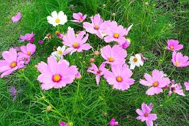Весели и пъстри пролетни цветя, които се чувствуват много добре в. Kosmos Cvetya Lesni Gradinski Cvetya