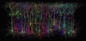Image result for neuronal connections