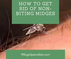 how to get rid of non biting midges