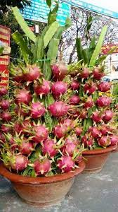 Dragon Fruits Live Plant For Home And