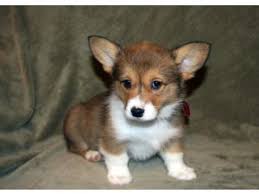 You can also harness the power of google maps to find nearby corgi breeders. Pembroke Welsh Corgi Puppies In Oregon Welsh Corgi Puppies Corgi Pembroke Welsh Corgi Puppies