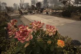 Dead In Northern California Blaze