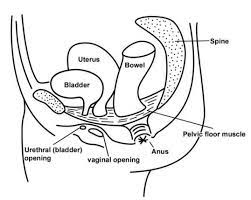 pelvic floor exercises and advice for