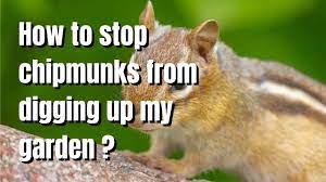 how to stop chipmunks from digging up