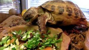 Russian Tortoise Food The 7 Best Buying Guide 2019
