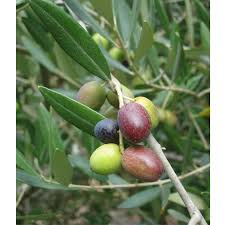 Olive Trees In The Bible