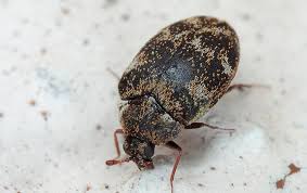 carpet beetles identification and