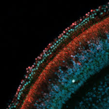 Advancements in USC Stem Cell Research Show Promise for Hearing Regeneration in Mice - 1
