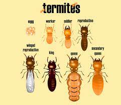 how to get rid of termites 7 effective