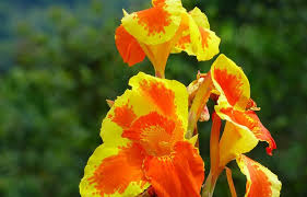 L'orchidea è un simbolo molto forte nel linguaggio dei fiori. Piante Con Fiori Gialli Pagina 3 Di 5