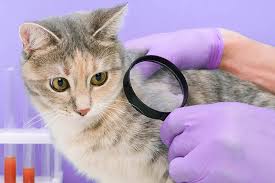 papillomas in cats causes symptoms