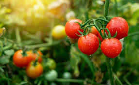 tomato fertilizers