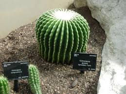 The golden barrel cactus is a globe shaped type cacti suitable for growing in conservatories, on patios or other indoor glass type rooms. Golden Barrel Cactus Echinocactus Grusonii Growing Advice