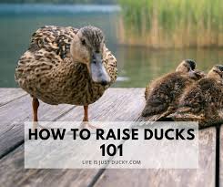 Raising Ducks 101 How To Take Care Of