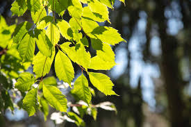 13 beautiful species of maple trees