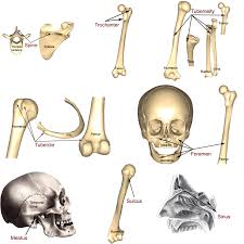 Bone Markings Processes And Cavities Human Anatomy And