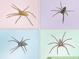 11 South African Spider Identification Chart South African