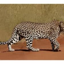 leopard walk peter vanderspuy