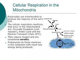 Ppt Cellular Respiration In The