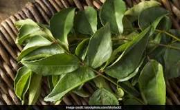 Is chewing curry leaves good for hair?