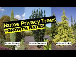 16 Narrow Evergreen Tree Suggestions